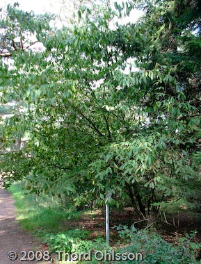 Acer carpinifolium